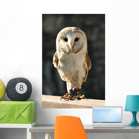 Owl Wall Decal Design 2