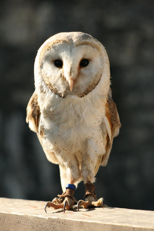 Owl Wall Decal Design 2