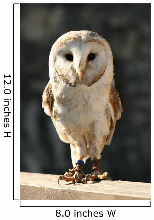 Owl Wall Decal Design 2