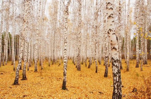 Autumn Birchwood October Wall Decal
