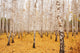 Autumn Birchwood October Wall Decal