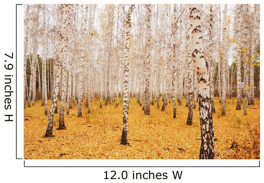 Autumn Birchwood October Wall Decal