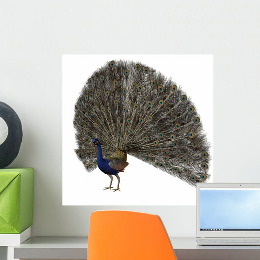 Peacock Wall Mural