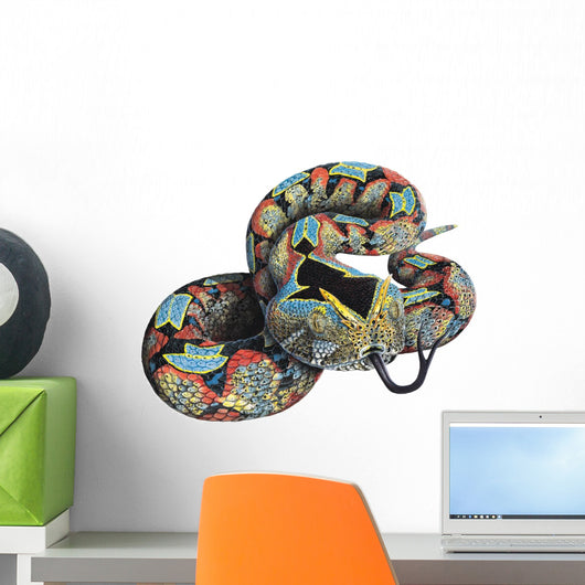 Rhinoceros Viper Snake Wall Decal
