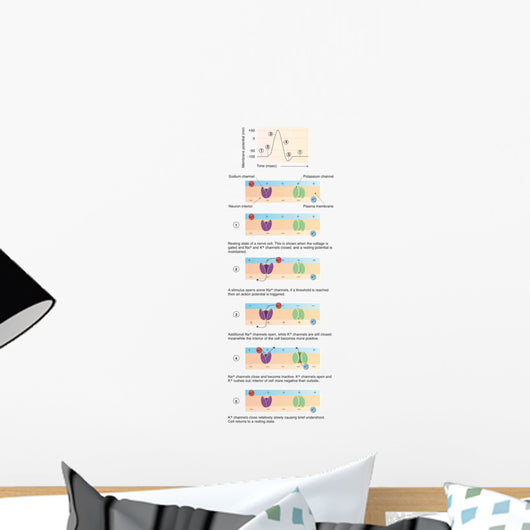 Illustration Action Potential Nerve Wall Decal