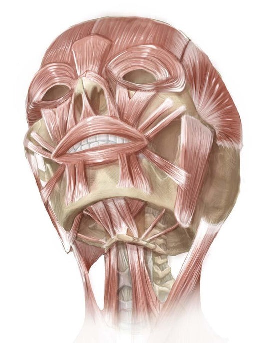 Anterior Neck and Facial Wall Decal Design 2