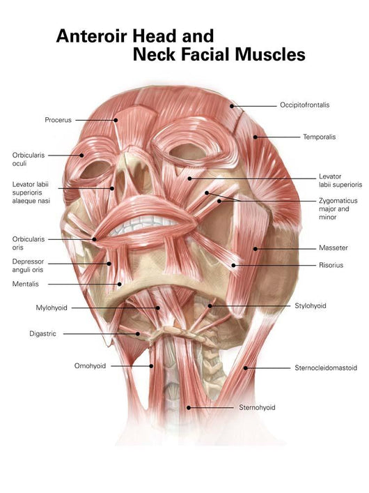 Anterior Neck and Facial Wall Decal Design 1