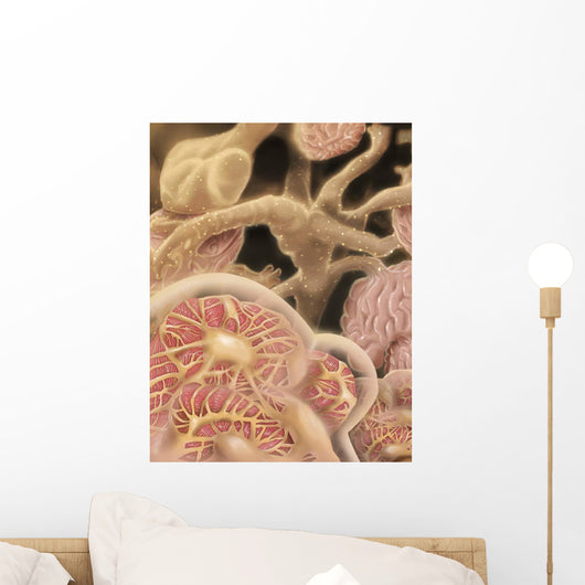 Artist Depiction Glomerulus Capillaries Wall Decal