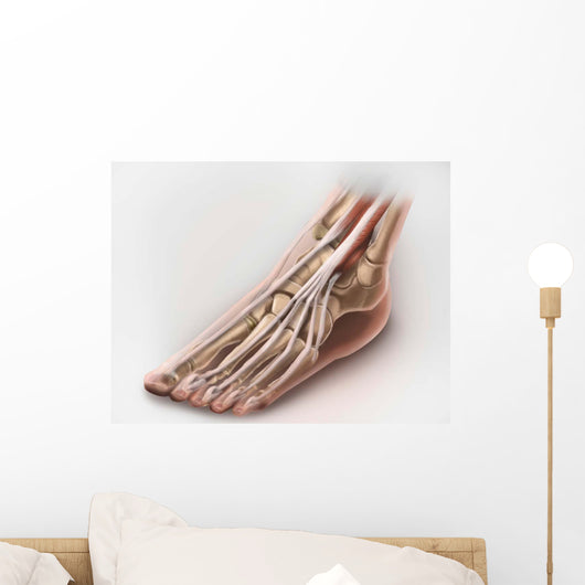 Anterior Compartment Anatomy Left Wall Decal Design 1