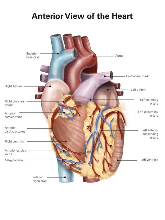 Anterior Human Heart Wall Decal Design 2