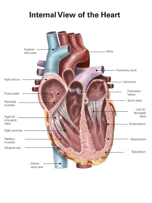Internal Human Heart Wall Decal Design 2