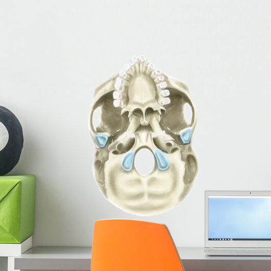 Base Human Skull Inferior Wall Decal Design 2