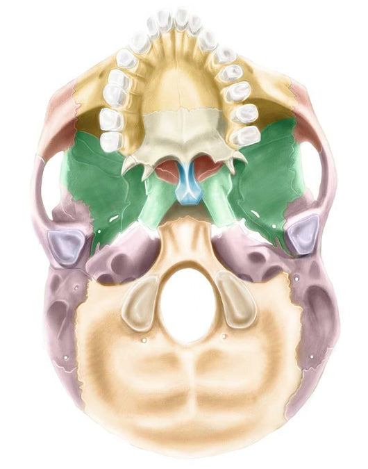 Colored Base Human Skull Wall Decal Design 2