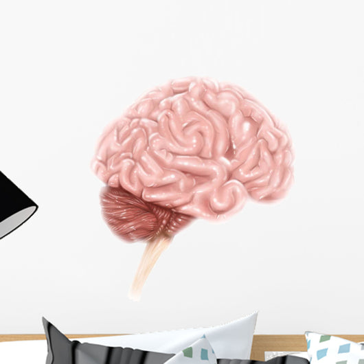 Human Brain Anatomy Lateral Wall Decal Design 1