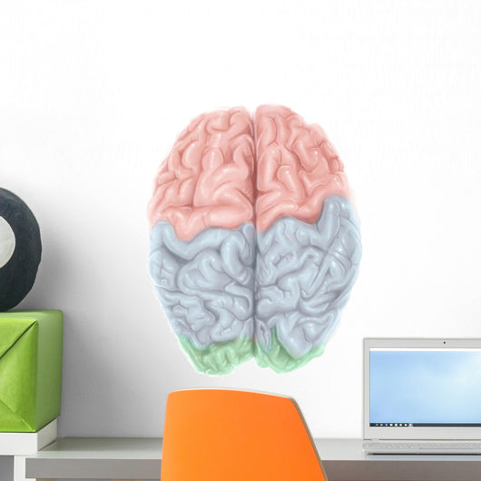 Superior Human Brain with Wall Decal Design 1
