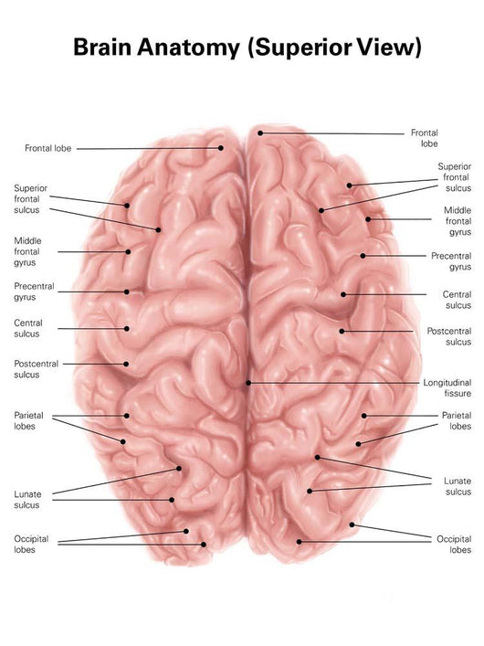 Human Brain Anatomy Superior Wall Decal
