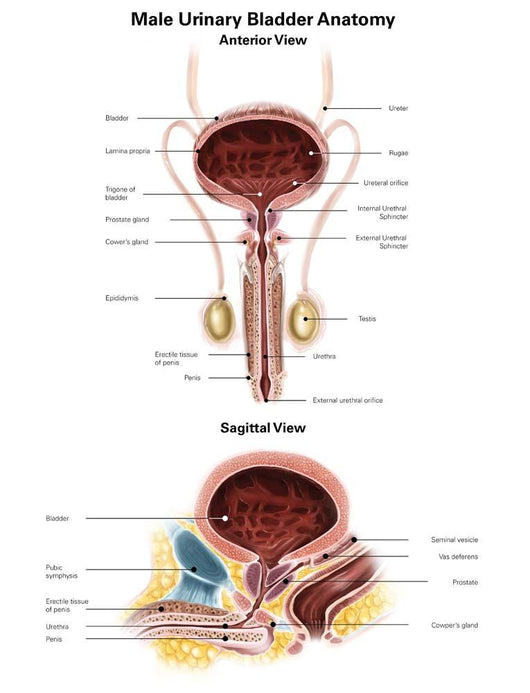 Anterior and Sagittal Male Wall Decal