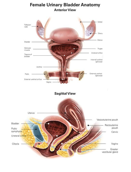 Anterior and Sagittal Female Wall Decal