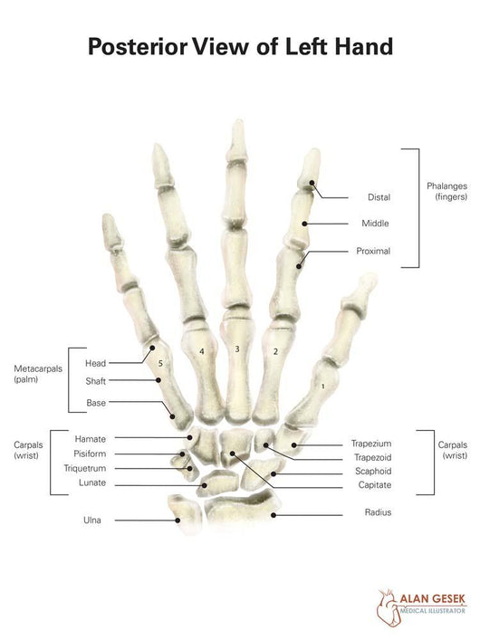 Posterior Left Hand with Wall Decal