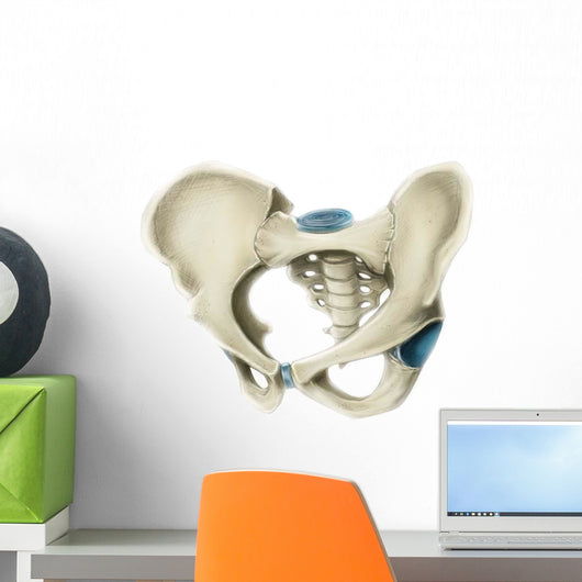 Anterior Human Pelvis Wall Decal