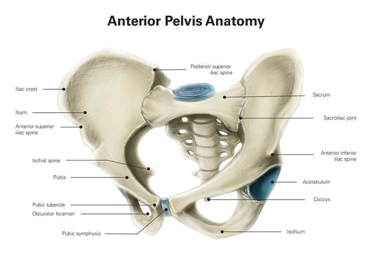 Anterior Human Pelvis with Wall Decal
