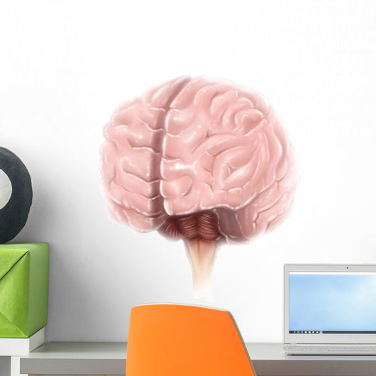 Brain Surface Anatomy Wall Decal