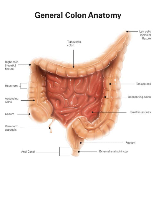 General Colon Anatomy with Wall Decal Design 1