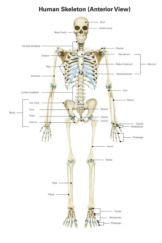 Anterior Human Skeletal System Wall Decal Design 1