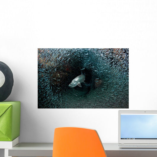 Silversides Evading Their Prey Wall Decal