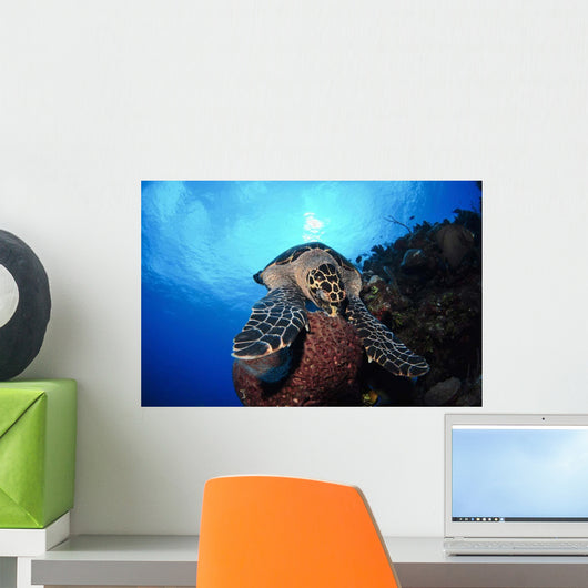 Hawksbill Sea Turtle Eating Wall Decal Design 1
