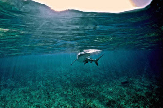 Caribbean Reef Shark Grand Wall Mural