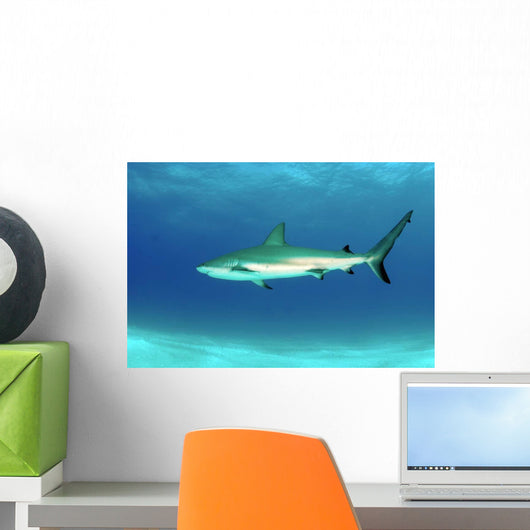 Caribbean Reef Shark Nassau Wall Decal
