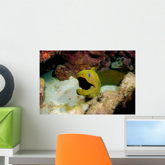 Toothless Green Moray Eel Wall Decal