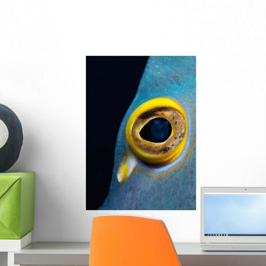 Close-up French Angelfish Eye Wall Decal