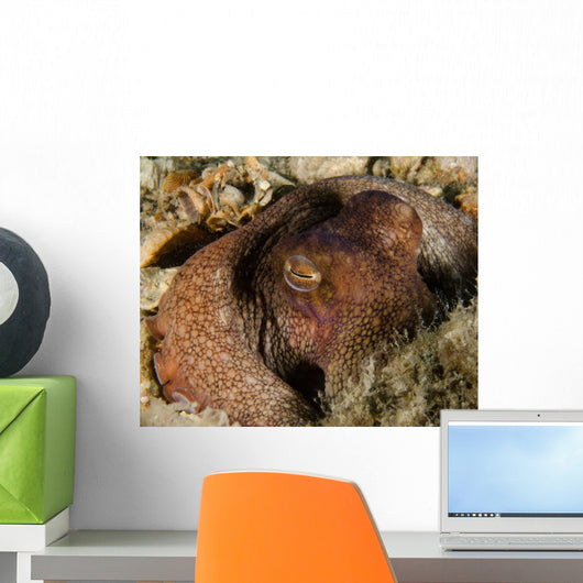 Octopus Head West Palm Wall Decal