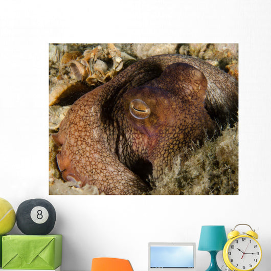 Octopus Head West Palm Wall Decal