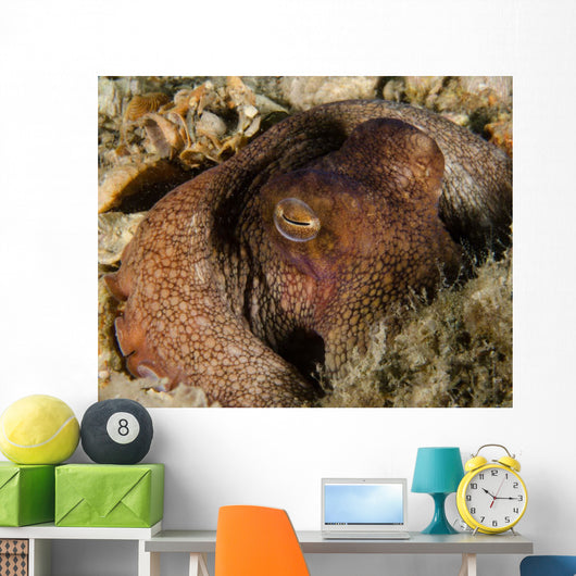 Octopus Head West Palm Wall Decal