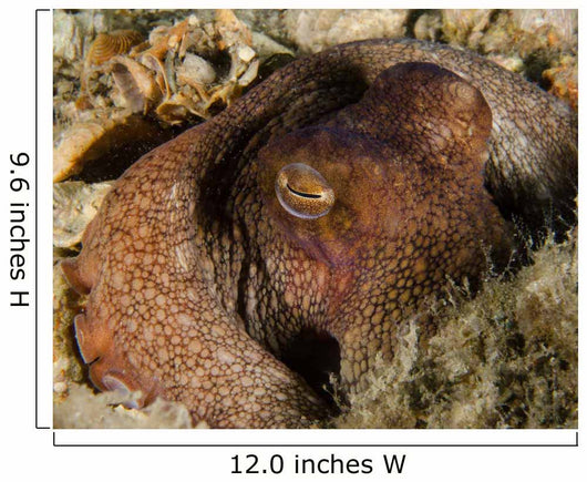 Octopus Head West Palm Wall Decal