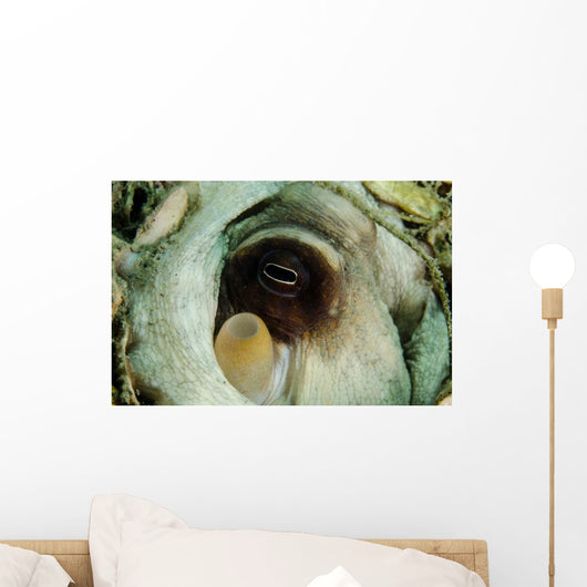 Encounter with Common Octopus Wall Decal
