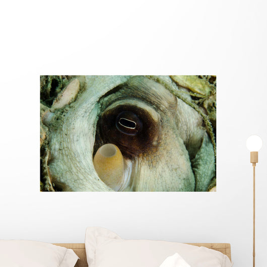 Encounter with Common Octopus Wall Decal