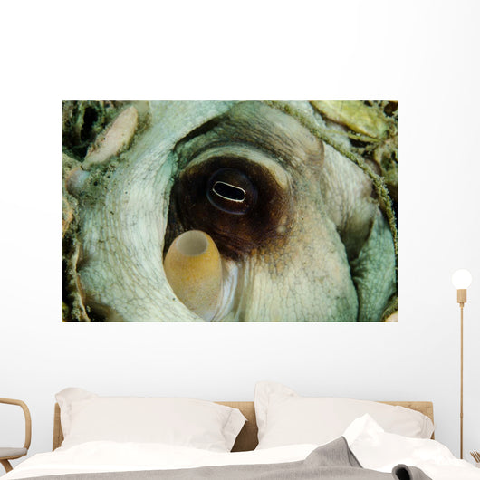 Encounter with Common Octopus Wall Decal