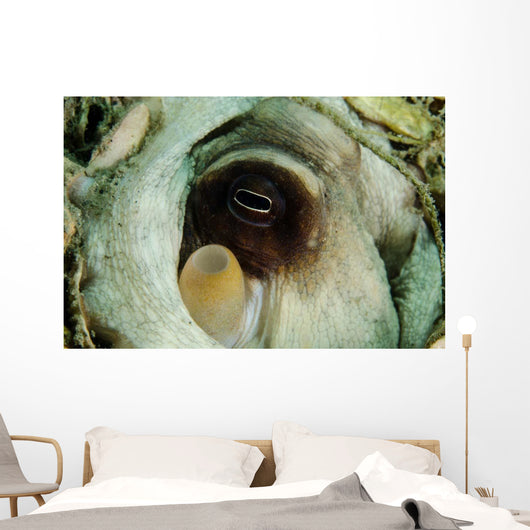 Encounter with Common Octopus Wall Decal