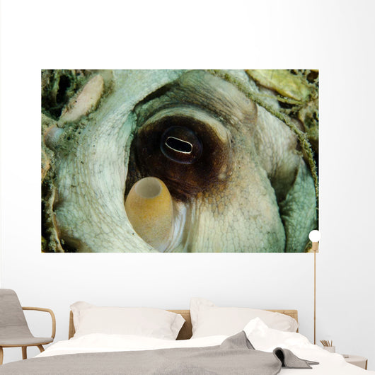 Encounter with Common Octopus Wall Decal