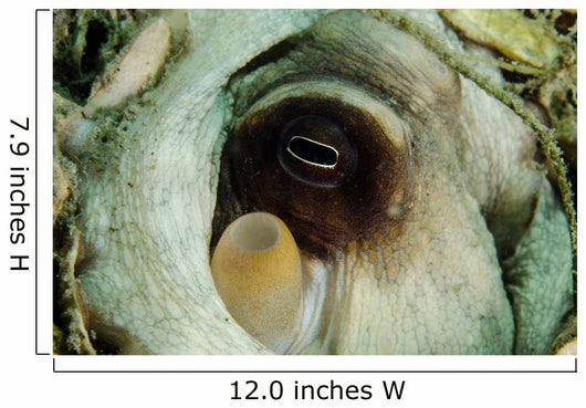 Encounter with Common Octopus Wall Decal