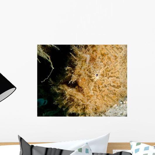 Close-up Head Striated Frogfish Wall Decal