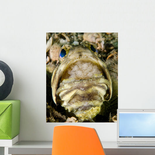 Male Jawfish with Brood Wall Decal