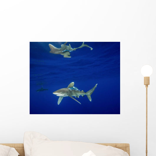 Oceanic Whitetip Shark with Wall Decal Design 2