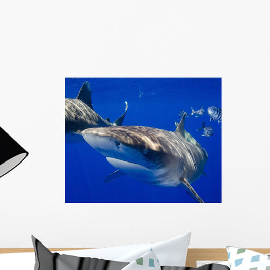 Curious Oceanic Whitetip Shark Wall Decal