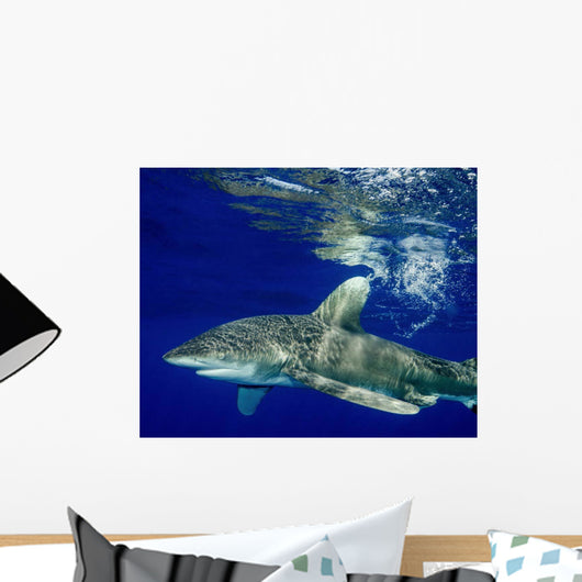Oceanic Whitetip Shark Cat Wall Decal Design 11