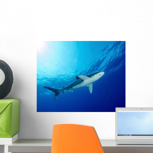 Underside Oceanic Whitetip Shark Wall Decal